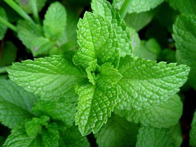 Fight Rainy Season Infections With This Mint Coating
