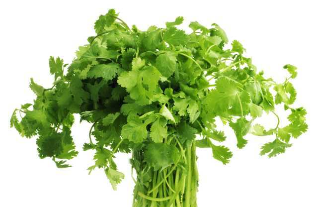 5 Incredible Benefits Of Coriander Femina In