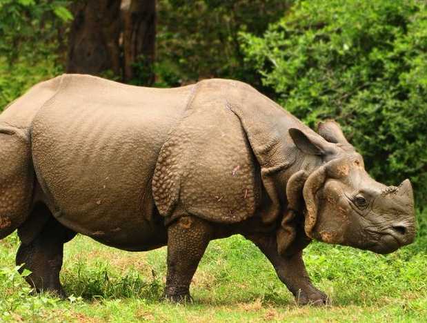 One Horned Rhino Spotting in Dooars Forest, West Bengal | Femina.in