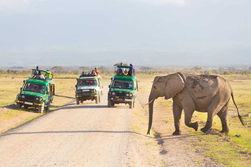 Tips for going on a animal safari travel | Femina.in