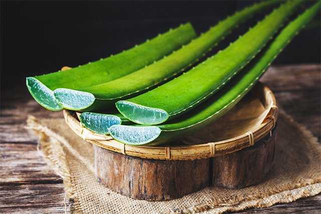 Aloe vera for scalp problems