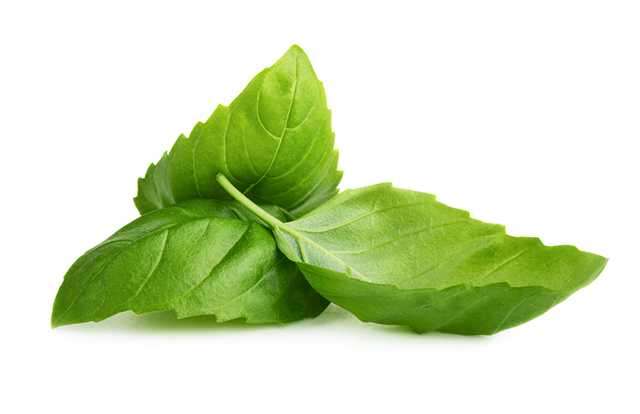 Basil Leaves For Acidity 