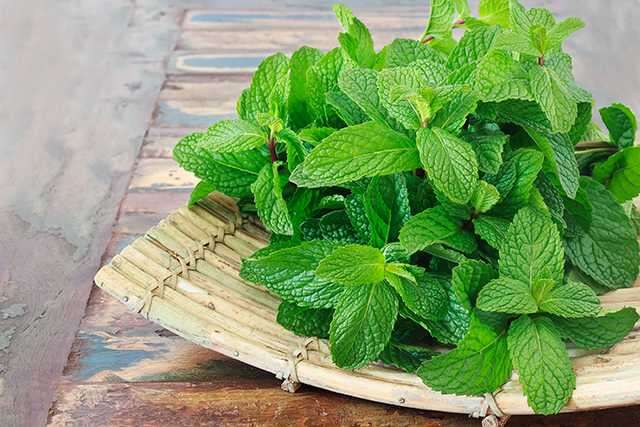 Mint Leaves For Acidity 