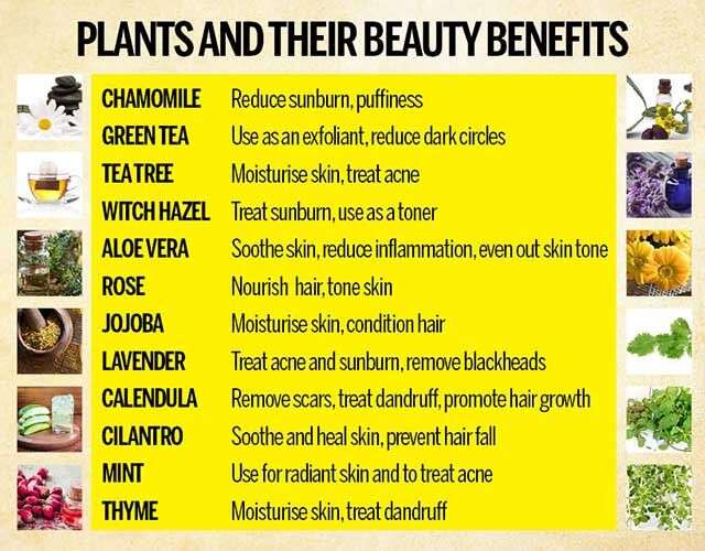 12 plants with amazing beauty benefits 