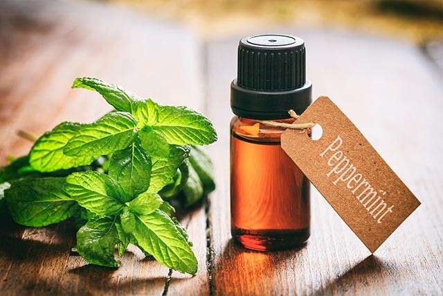 Peppermint Oil Help for an Itchy Scalp
