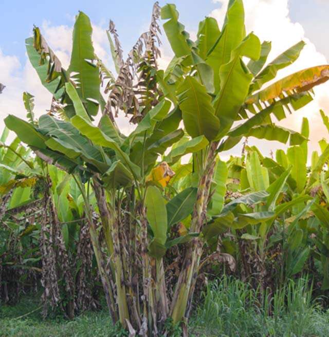 are banana plants poisonous to dogs