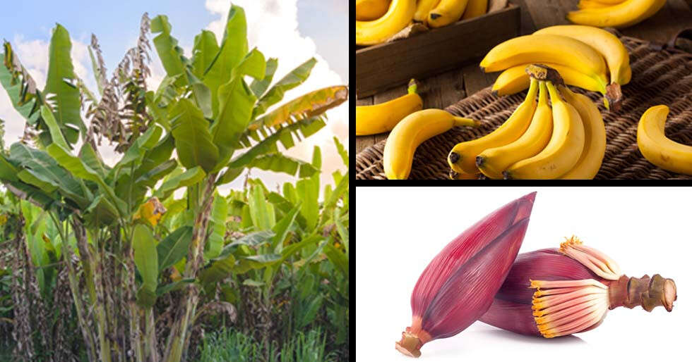 Every part of the banana plant has health benefits! Femina.in