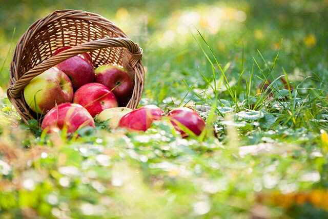 Apple Is One Of The Best Fruits For Weight Loss