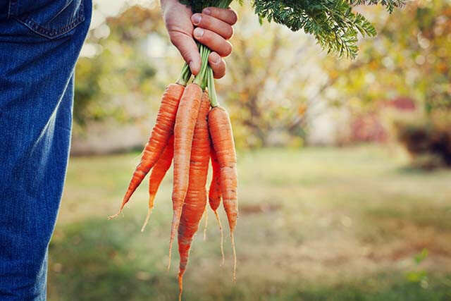 are carrots good for a taigan