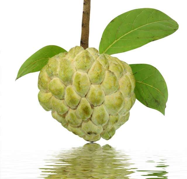Custard Apples Have Stimulating And Cooling Properties