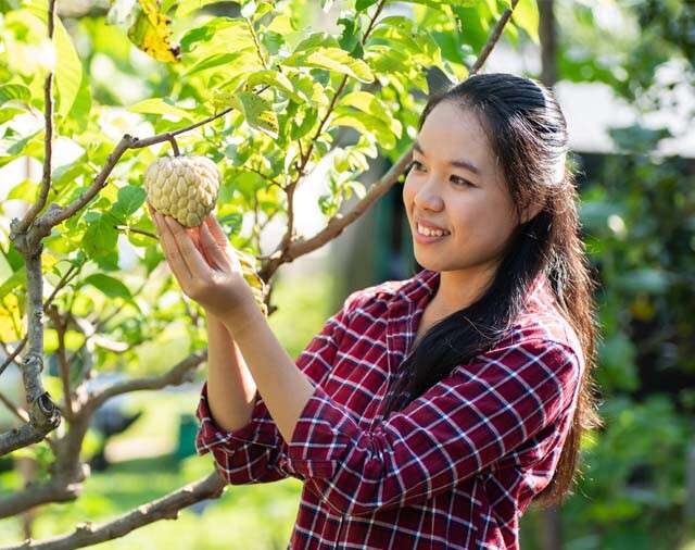Diabetics And Women With PCOD Can Benefit From Custard Apples In Moderation