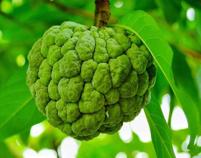 Nutritional Profile Of A Custard Apple Is Staggering