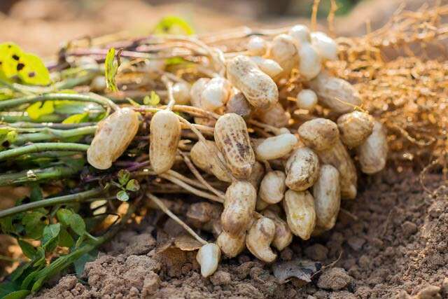 Peanuts Harvested from Underground