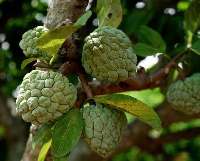 Where Is Custard Apple Cultivated