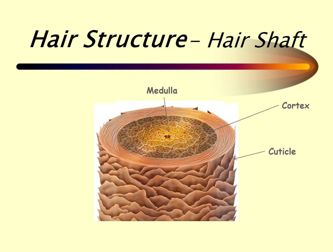 Структура волоса. Медула Кортекс кутикула. Строение волоса Кортекс Медула. Строение волоса человека. Структура волоса hair structure.