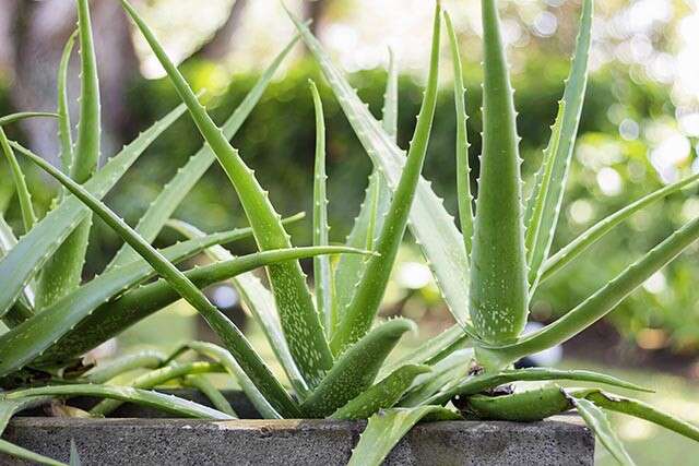 Effective Tips on Using Aloe Vera for Hair Growth 