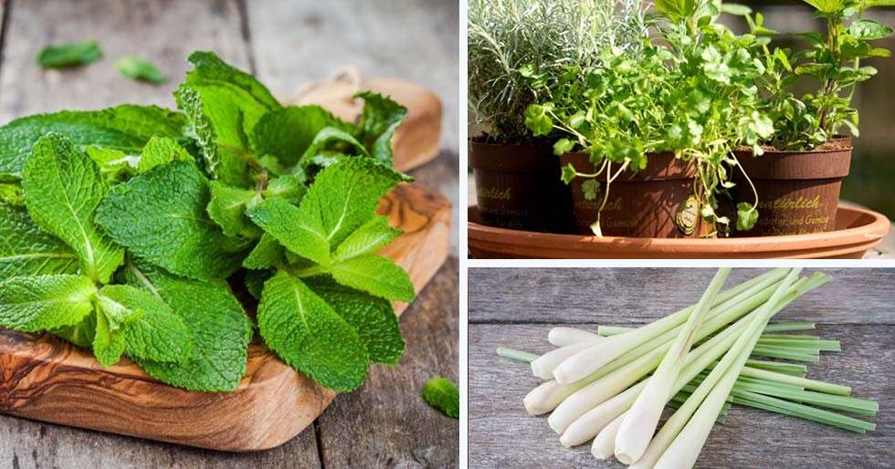 Five herbs for your kitchen garden Femina.in