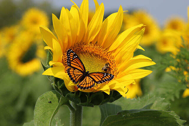 The Amazing Benefits of Sunflower Oil | Femina.in