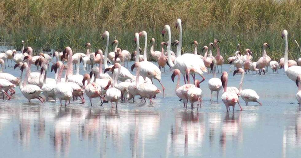 Flamingos At Navi Mumbai Creek Is A Delightful Sight 