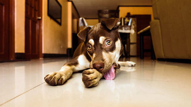 Telling Signs Your Pet Is Suffering From Depression | Femina.in