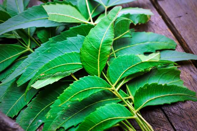 Neem Leaf For Fungal Infection