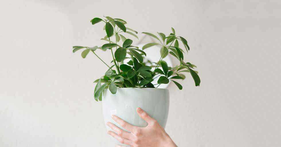 5 Easy And Efficient Plant Care Tips | Femina.in