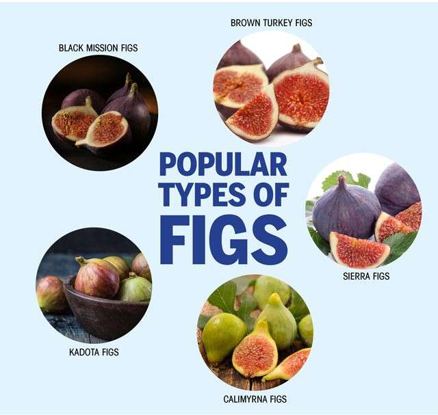 Figs Health Benefits Infographic