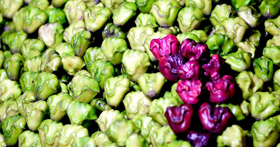 Benefits Of Water Chestnuts Femina.in