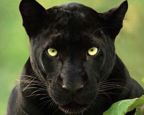 Rare Black Panther 'Saya' Photographed In The Jungles Of Kabini Goes ...