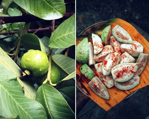 Top 6 Guava Fruit Benefits You Need To Know About