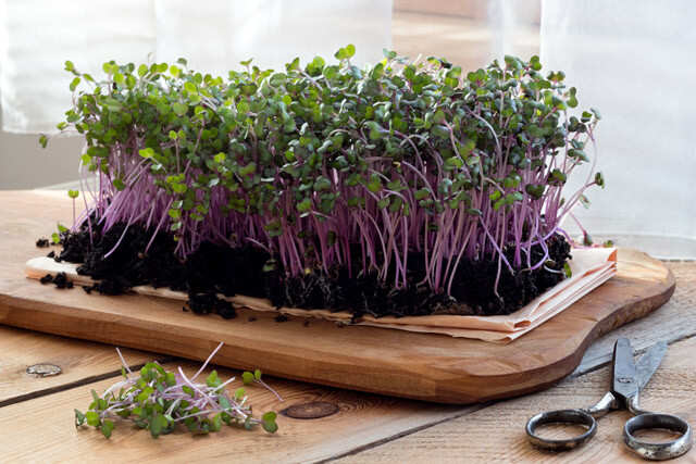 Grow Your Own Microgreens At Home Femina In