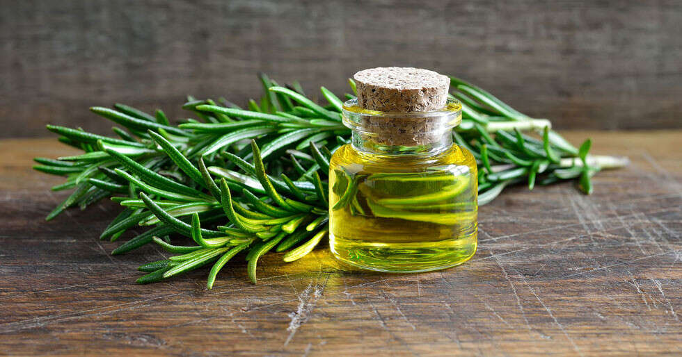 Rosemary Oil Uses and Health Benefits Femina.in