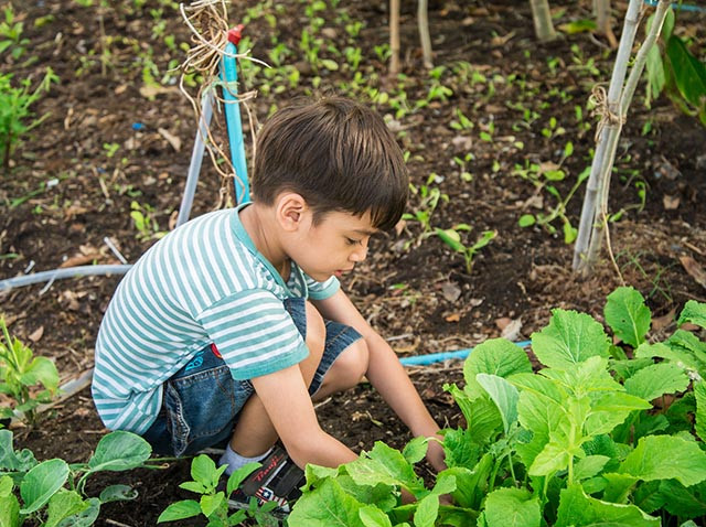At-Home Learning Activities: Gardening