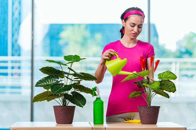 Indoor Plants Dying? Check These Three Basic Factors! | Femina.in