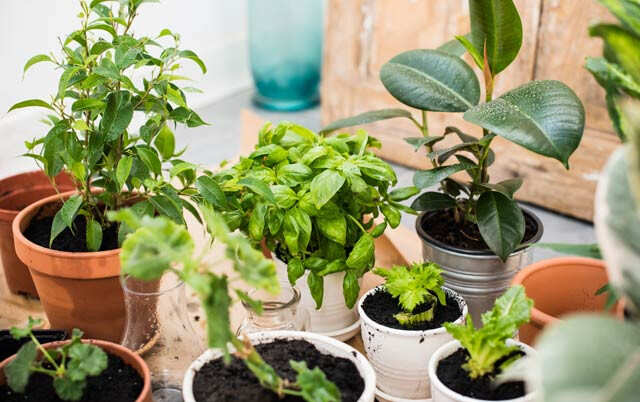 Keep Your Indoor Plants Pest Free With These DIY Natural