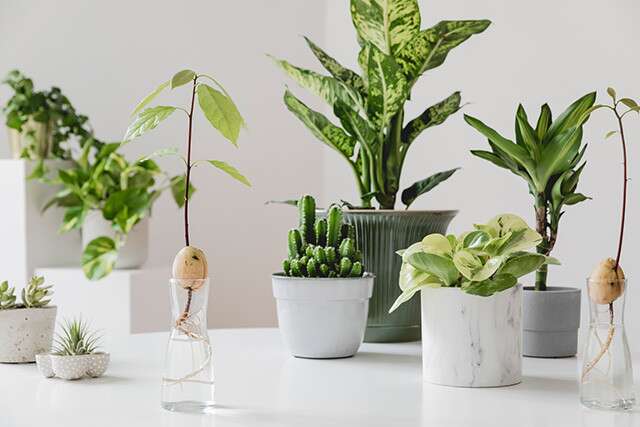 Your Beginner's Guide To Create A Green Corner At Home