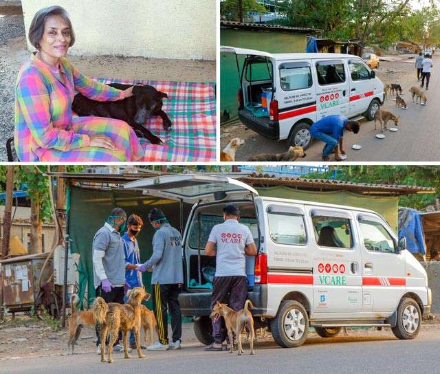 These Heroes Ensure Stray Animals Are Safe During COVID-19 Lockdown |  
