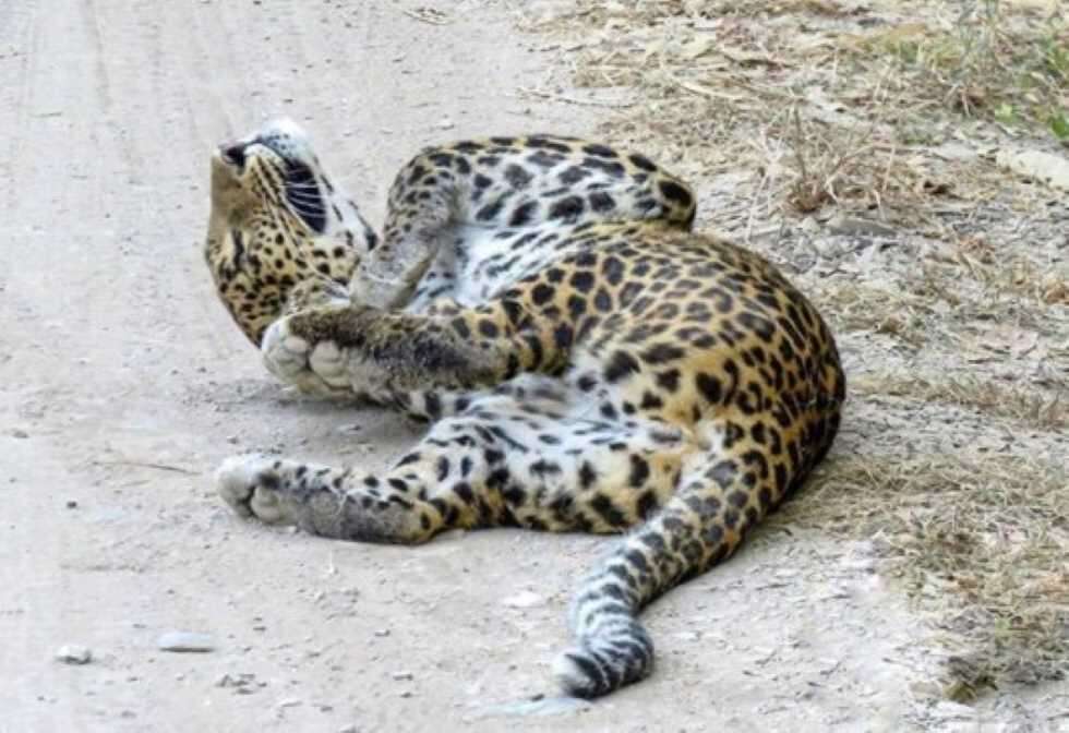 Panna Tiger Reserve Leopard 