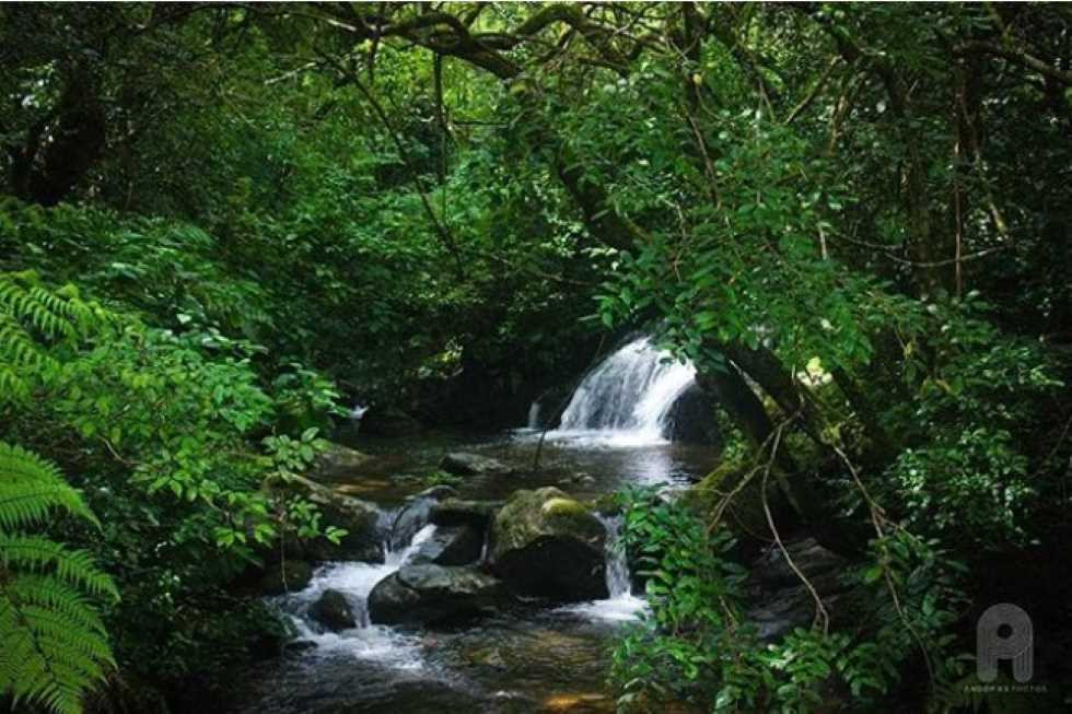 anumudi shola forest waterfall