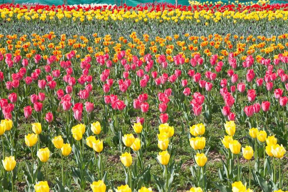 Kashmir tulips