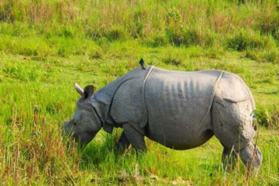 kaziranga national park rhino