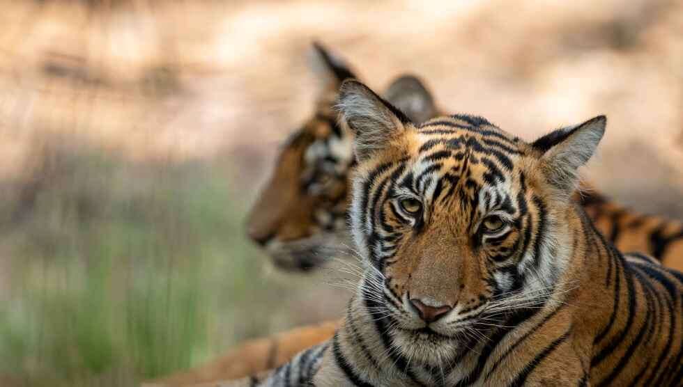 Panna Tiger Reserve tiger 123RF 156392602_m
