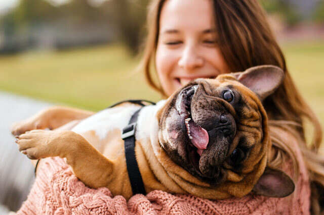 english bulldog separation anxiety