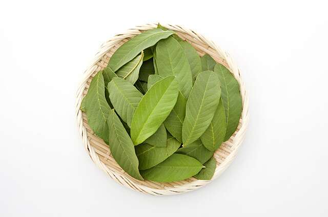 guava leaves for skin