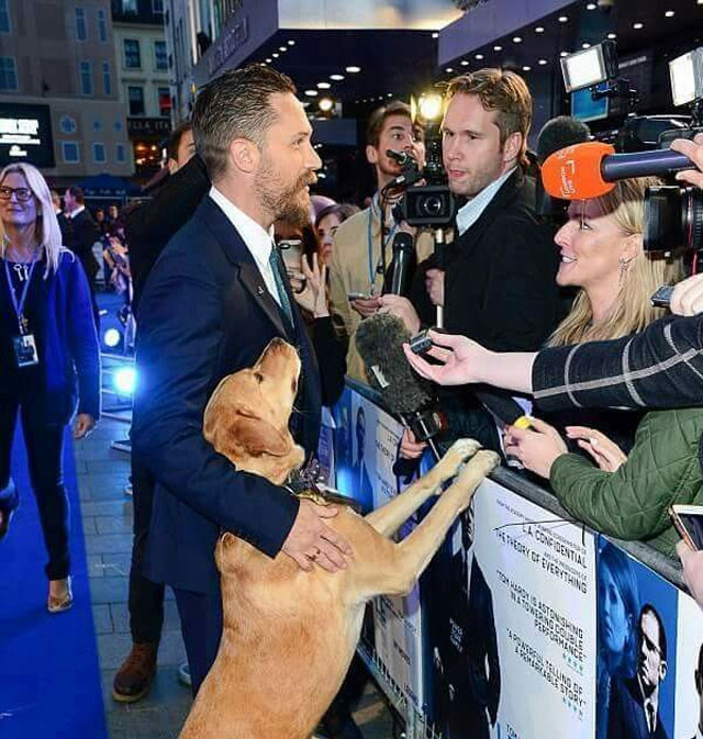 Tom Hardy Loves Dogs—See Photos of the Actor With His Furry Friends!