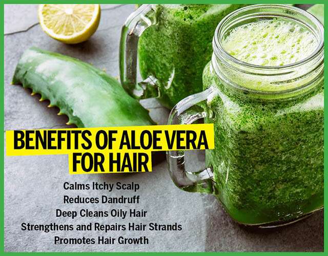 Benefits Of Aloe Vera For Hair Infographic