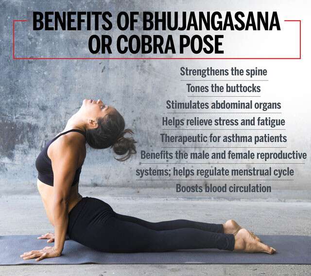 Yoga woman in bhujangasana or cobra pose female c Vector Image