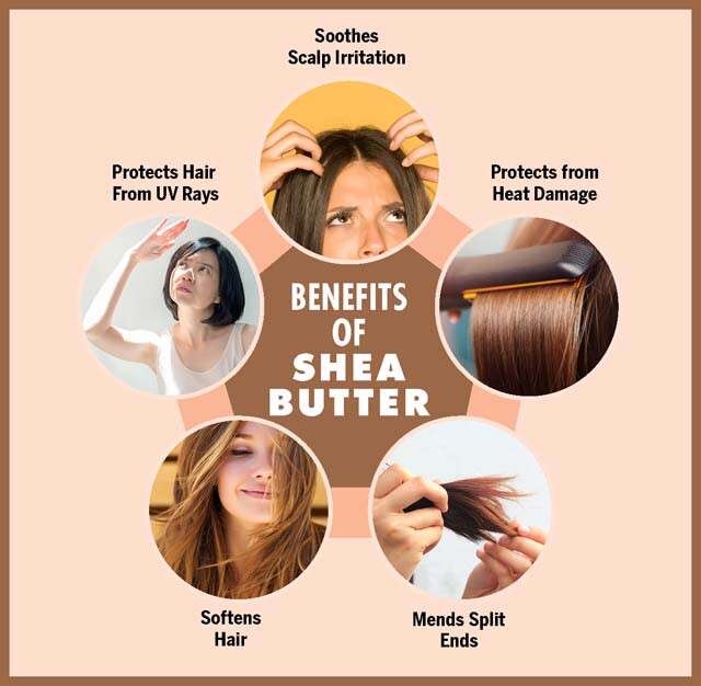 Benefits of Shea Butter For Hair Infographic