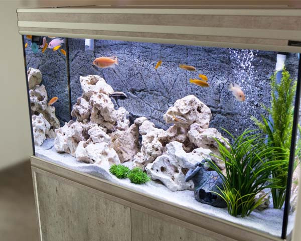Here Is Why Every Fish Parent Needs To Invest In A Smart Aquarium