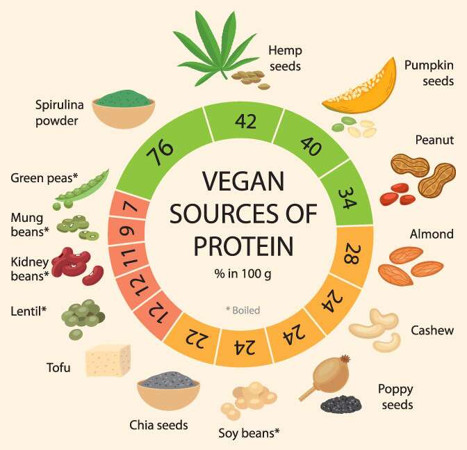 High Protein Vegetarian Diet Infographic